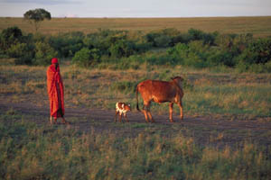 masai, cow and calf
