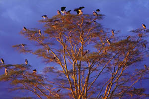 tree with storks