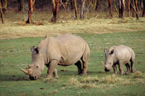 White rhinoceros and baby